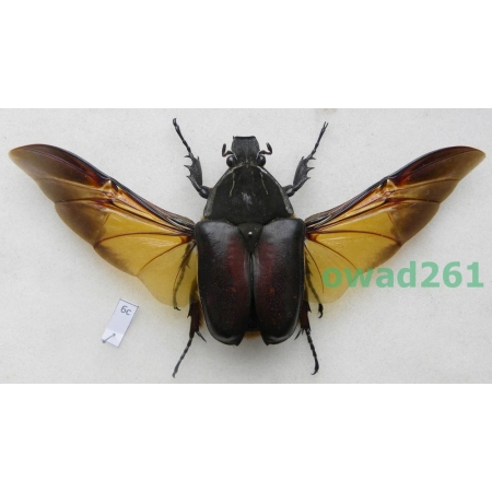 Mecynorhina ugandensis (Moser, 1907) female ex. ovo Cameroon6c
